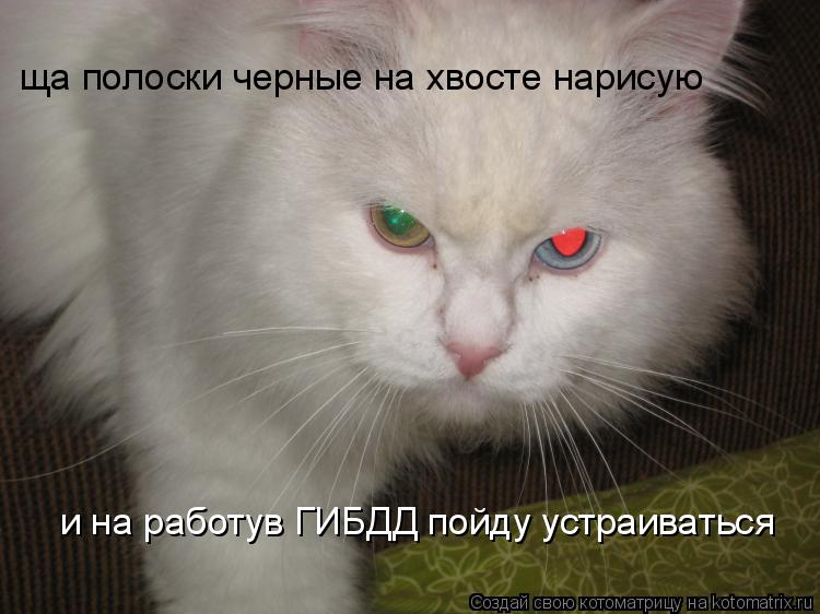и на работув ГИБДД пойду устраиваться ща полоски черные на хвосте нарисую... Котоматрица: и на работув ГИБДД пойду устраиваться ща полоски черные на хвосте нарисую
