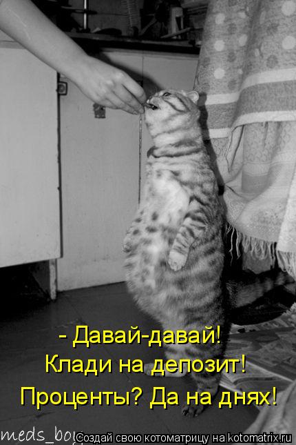 - Давай-давай! Клади на депозит! Проценты? Да на днях!... Котоматрица: - Давай-давай! Клади на депозит! Проценты? Да на днях!