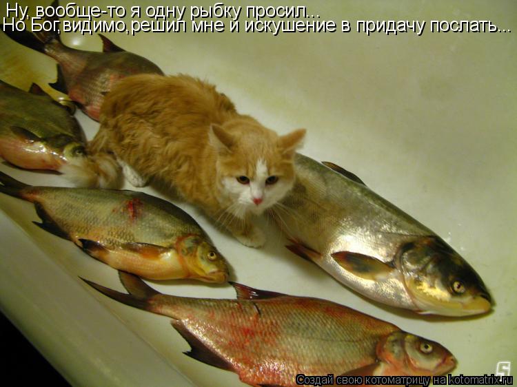 Ну, вообще-то я одну рыбку просил... Но Бог,видимо,решил мне и искушение в придачу послать...... Котоматрица: Ну, вообще-то я одну рыбку просил... Но Бог,видимо,решил мне и искушение в придачу послать...