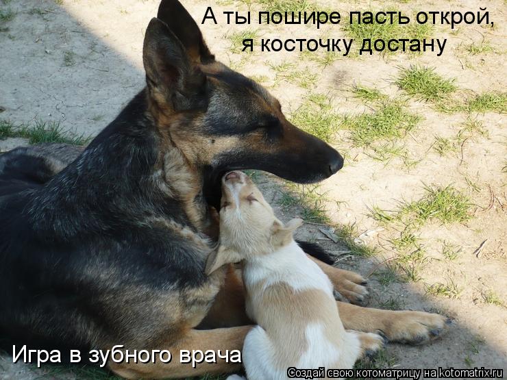 А ты пошире пасть открой, я косточку достану Игра в зубного врача... Котоматрица: А ты пошире пасть открой, я косточку достану Игра в зубного врача