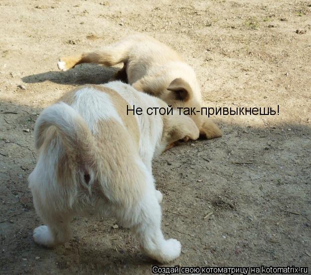 Не стой так-привыкнешь!... Котоматрица: Не стой так-привыкнешь!