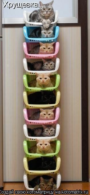Хрущевка...... Котоматрица: Хрущевка...