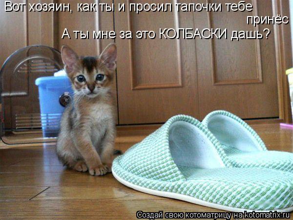 Вот хозяин, как ты и просил тапочки тебе принёс А ты мне за это КОЛБАСКИ дашь?... Котоматрица: Вот хозяин, как ты и просил тапочки тебе принёс А ты мне за это КОЛБАСКИ дашь?