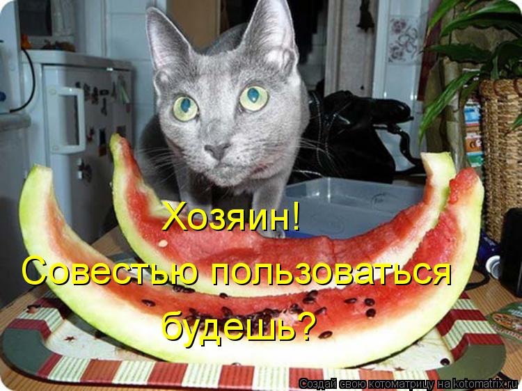 Хозяин! Совестью пользоваться будешь?... Котоматрица: Хозяин! Совестью пользоваться будешь?