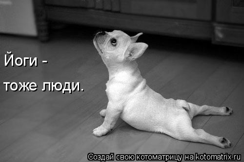 Йоги - тоже люди.... Котоматрица: Йоги - тоже люди.