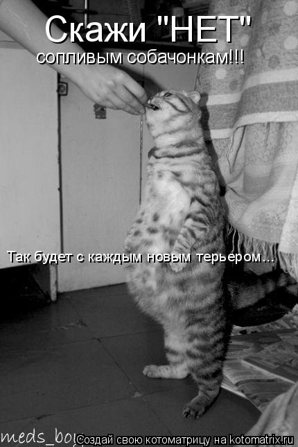 Скажи "НЕТ" сопливым собачонкам!!! Так будет с каждым новым терьером...... Котоматрица: Скажи "НЕТ" сопливым собачонкам!!! Так будет с каждым новым терьером...