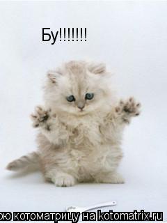 Бу!!!!!!!... Котоматрица: Бу!!!!!!!