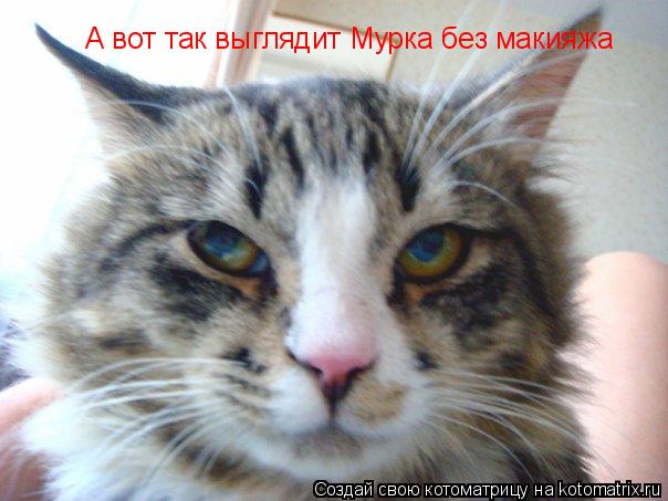 А вот так выглядит Мурка без макияжа... Котоматрица: А вот так выглядит Мурка без макияжа