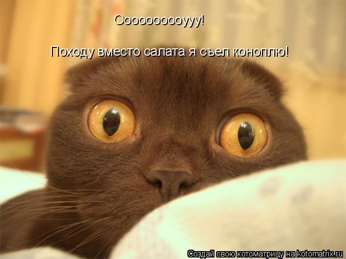 Походу вместо салата я съел коноплю! Оооооооооууу!... Котоматрица: Походу вместо салата я съел коноплю! Оооооооооууу!