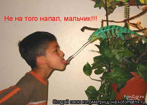 Не на того напал, мальчик!!!... Котоматрица: Не на того напал, мальчик!!!