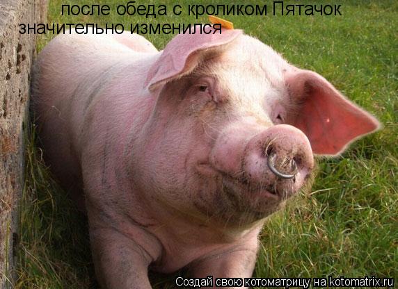 после обеда с кроликом Пятачок значительно изменился... Котоматрица: после обеда с кроликом Пятачок значительно изменился