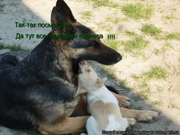 Так-так посмотрим Так-так посмотрим Да тут все признаки кариеса !!!!... Котоматрица: Так-так посмотрим Так-так посмотрим Да тут все признаки кариеса !!!!