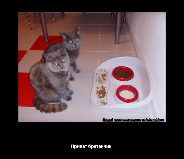 Привет братан! Привет братанчик!... Котоматрица: Привет братан! Привет братанчик!