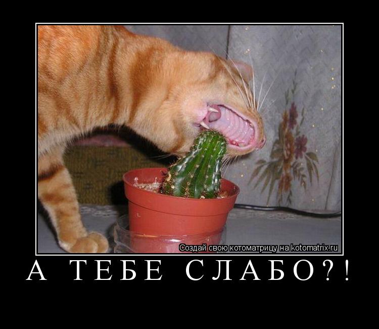 А ТЕБЕ СЛАБО?! ... Котоматрица: А ТЕБЕ СЛАБО?!