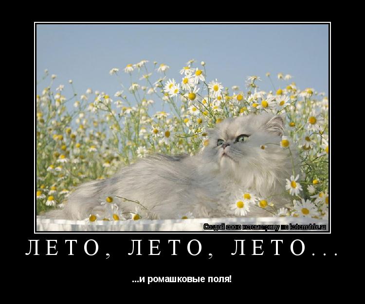 Лето, лето, лето... ...и ромашковые поля!... Котоматрица: Лето, лето, лето... ...и ромашковые поля!