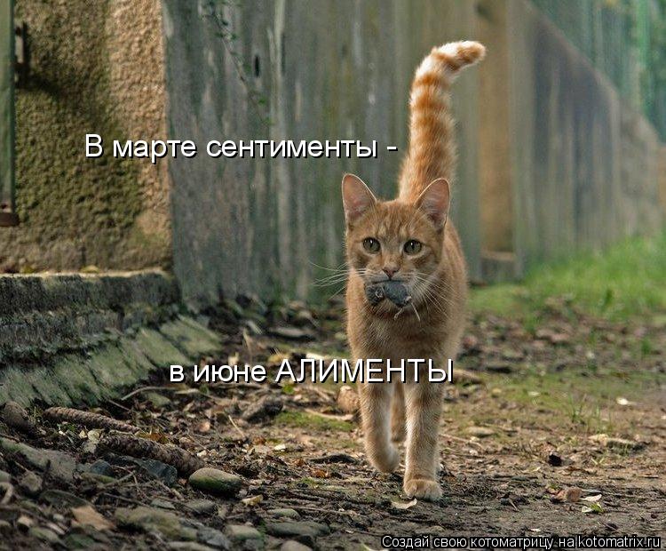 В марте сентименты - в июне АЛИМЕНТЫ... Котоматрица: В марте сентименты - в июне АЛИМЕНТЫ