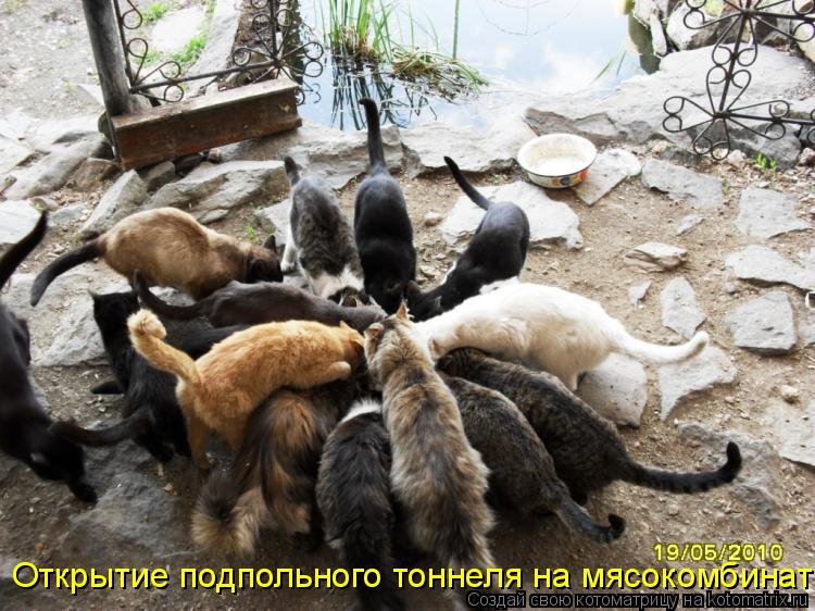 Открытие подпольного тоннеля на мясокомбинат... Котоматрица: Открытие подпольного тоннеля на мясокомбинат
