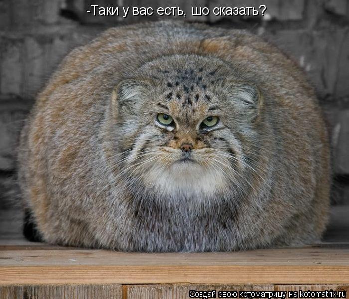 -Таки у вас есть, шо сказать?... Котоматрица: -Таки у вас есть, шо сказать?