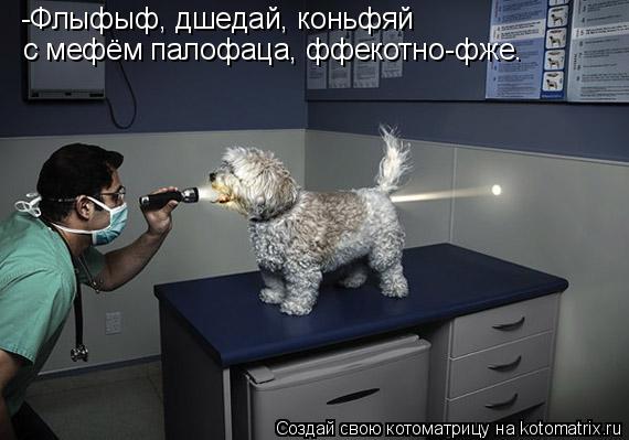 -Флыфыф, дшедай, коньфяй с мефём палофаца, ффекотно-фже.... Котоматрица: -Флыфыф, дшедай, коньфяй с мефём палофаца, ффекотно-фже.
