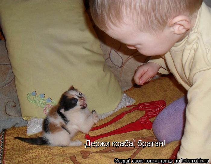 -Держи краба, братан!... Котоматрица: -Держи краба, братан!