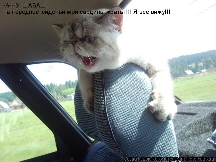 -А-НУ, ШАБАШ, на переднем сиденьи мои сардины жрать!!!! Я все вижу!!!... Котоматрица: -А-НУ, ШАБАШ, на переднем сиденьи мои сардины жрать!!!! Я все вижу!!!