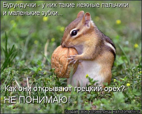 Бурундучки - у них такие нежные пальчики и маленькие зубки... НЕ ПОНИМАЮ! Как они открывают грецкий ... Котоматрица: Бурундучки - у них такие нежные пальчики и маленькие зубки... НЕ ПОНИМАЮ! Как они открывают грецкий орех?