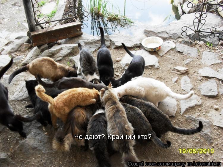 Че дают? Крайний кто?... Котоматрица: Че дают? Крайний кто?