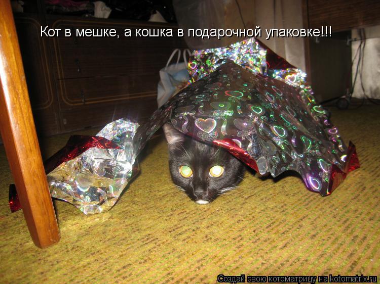 Кот в мешке, а кошка в подарочной упаковке!!!... Котоматрица: Кот в мешке, а кошка в подарочной упаковке!!!