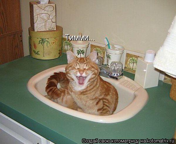 Тимми...... Котоматрица: Тимми...