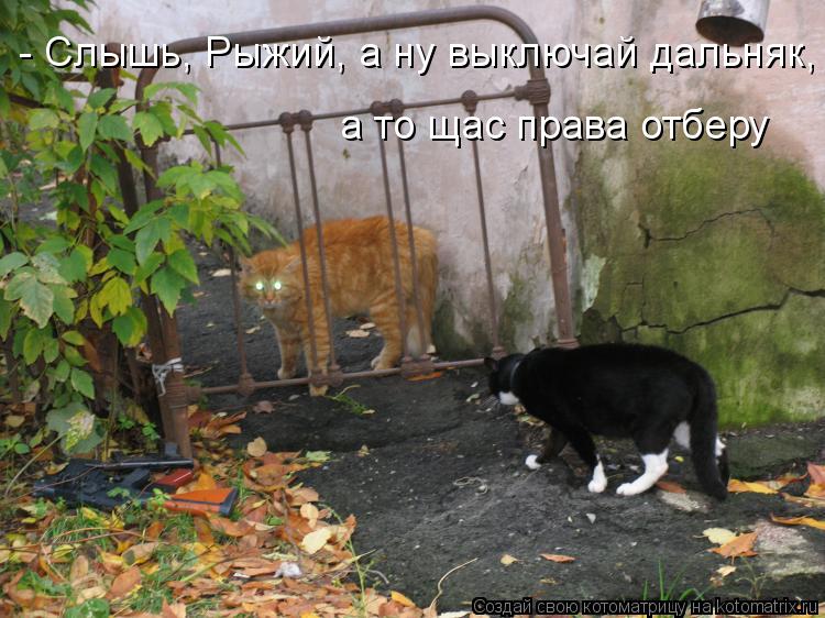 - Слышь, Рыжий, а ну выключай дальняк, а то щас права отберу... Котоматрица: - Слышь, Рыжий, а ну выключай дальняк, а то щас права отберу