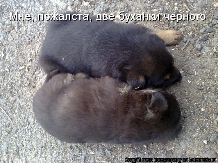 Мне, пожалста, две буханки черного... Котоматрица: Мне, пожалста, две буханки черного