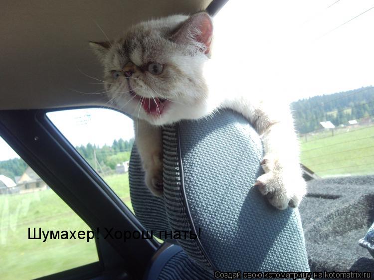 Шумахер! Хорош гнать!... Котоматрица: Шумахер! Хорош гнать!