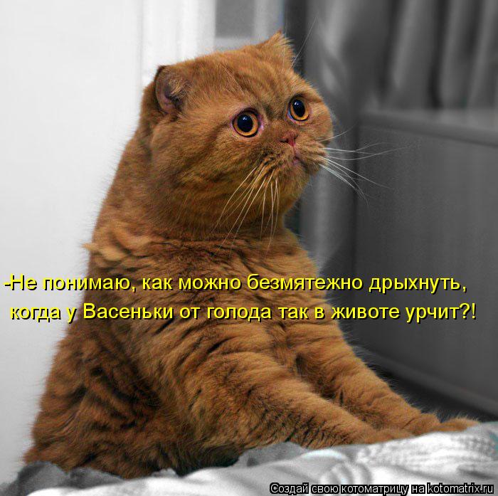 -Не понимаю, как можно безмятежно дрыхнуть, когда у Васеньки от голода так в животе урчит?!... Котоматрица: -Не понимаю, как можно безмятежно дрыхнуть, когда у Васеньки от голода так в животе урчит?!