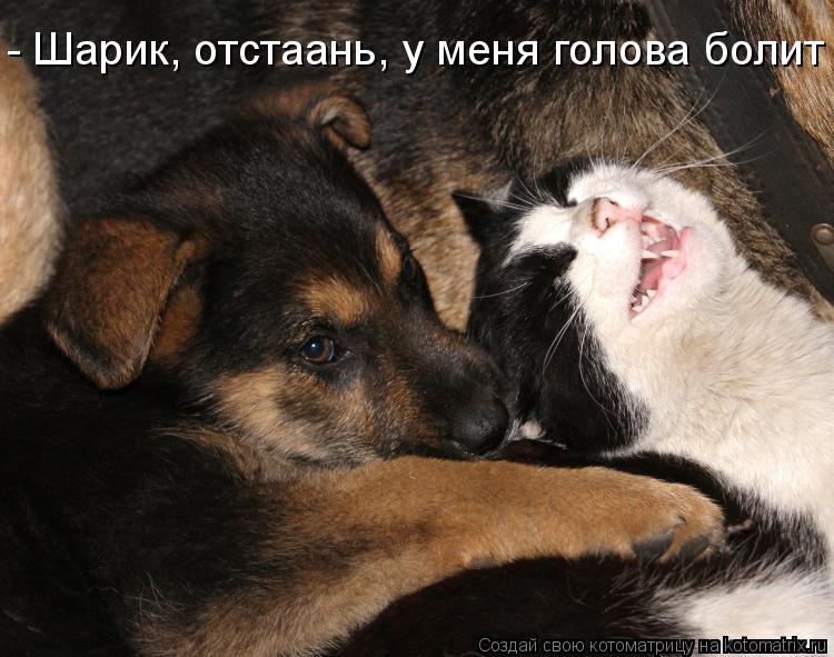 - Шарик, отстаань, у меня голова болит... Котоматрица: - Шарик, отстаань, у меня голова болит