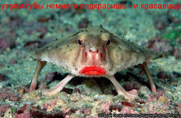 утром губы немного подкрасишь - и красавица... Котоматрица: утром губы немного подкрасишь - и красавица