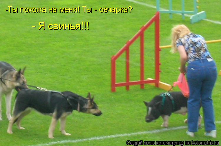 -Ты похожа на меня! Ты - овчарка? - Я свинья!!!... Котоматрица: -Ты похожа на меня! Ты - овчарка? - Я свинья!!!