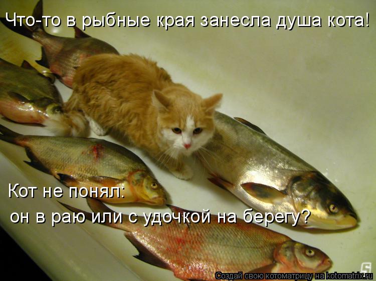 Что-то в рыбные края занесла душа кота! Кот не понял: он в раю или с удочкой на берегу?... Котоматрица: Что-то в рыбные края занесла душа кота! Кот не понял: он в раю или с удочкой на берегу?