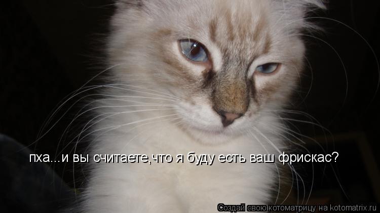 пха...и вы считаете,что я буду есть ваш фрискас?... Котоматрица: пха...и вы считаете,что я буду есть ваш фрискас?