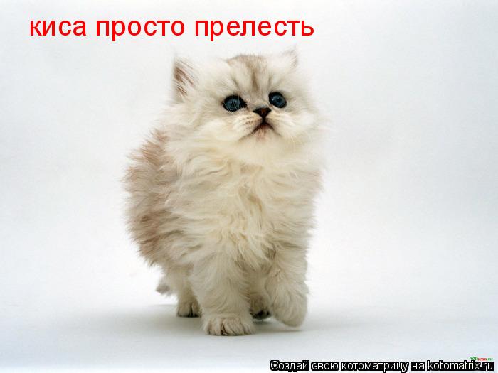 киса просто прелесть... Котоматрица: киса просто прелесть