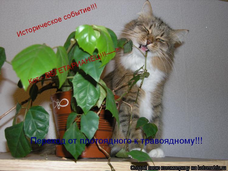 Историческое событие!!! Кот - ВЕГЕТАРИАНЕЦ!!!----> Переход от плотоядного к травоядному!!!... Котоматрица: Историческое событие!!! Кот - ВЕГЕТАРИАНЕЦ!!!----> Переход от плотоядного к травоядному!!!