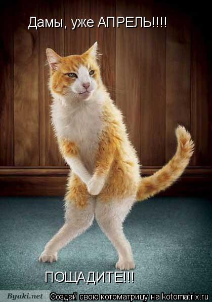 Дамы, уже АПРЕЛЬ!!!! ПОЩАДИТЕ!!!... Котоматрица: Дамы, уже АПРЕЛЬ!!!! ПОЩАДИТЕ!!!