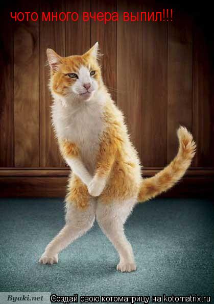 чото много вчера выпил!!!... Котоматрица: чото много вчера выпил!!!