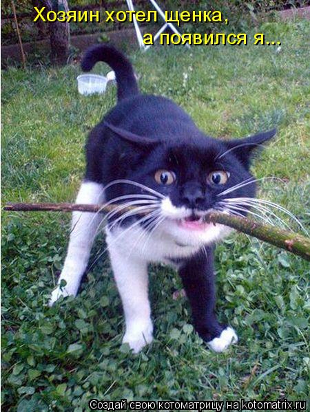 Котоматрица: а появился я... Хозяин хотел щенка,