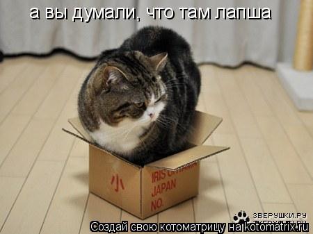 а вы думали, что там лапша... Котоматрица: а вы думали, что там лапша