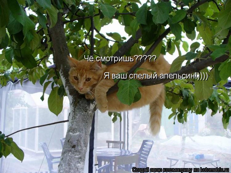 Чё смотришь????? Я ваш спелый апельсин!))))... Котоматрица: Чё смотришь????? Я ваш спелый апельсин!))))