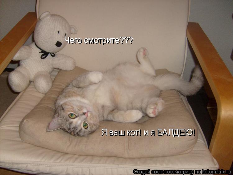 Чего смотрите??? Я ваш кот! и я БАЛДЕЮ!... Котоматрица: Чего смотрите??? Я ваш кот! и я БАЛДЕЮ!