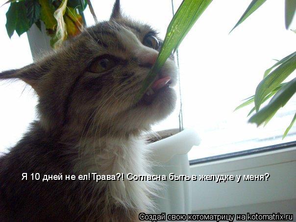 Я 10 дней не ел!Трава?! Согласна быть в желудке у меня?... Котоматрица: Я 10 дней не ел!Трава?! Согласна быть в желудке у меня?
