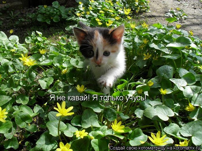 Я не кавай! Я только учусь!... Котоматрица: Я не кавай! Я только учусь!