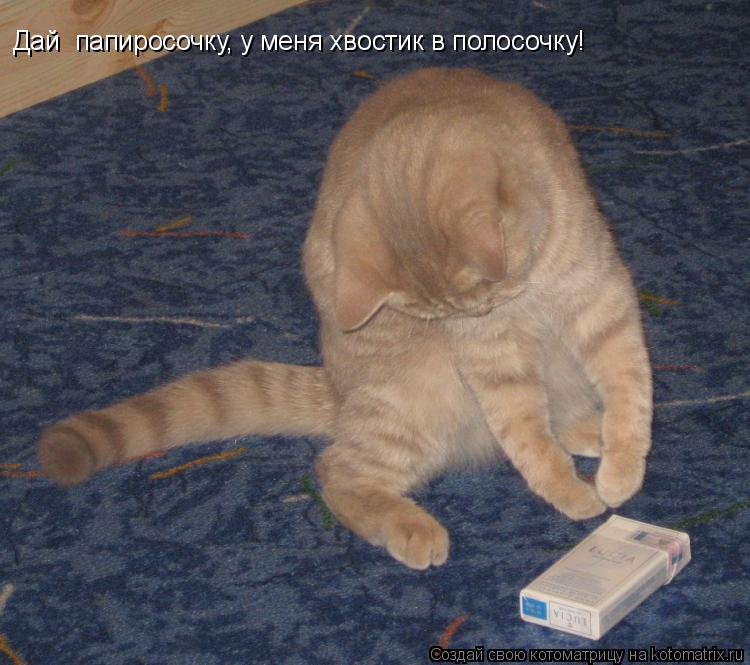Дай папиросочку, у меня хвостик в полосочку!... Котоматрица: Дай папиросочку, у меня хвостик в полосочку!