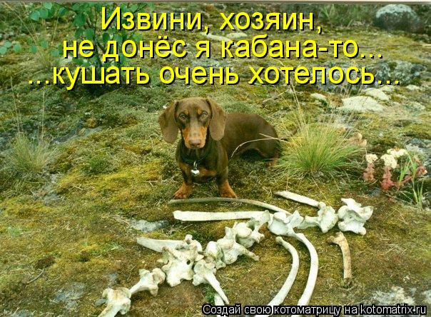 Извини, хозяин, не донёс я кабана-то... ...кушать очень хотелось...... Котоматрица: Извини, хозяин, не донёс я кабана-то... ...кушать очень хотелось...